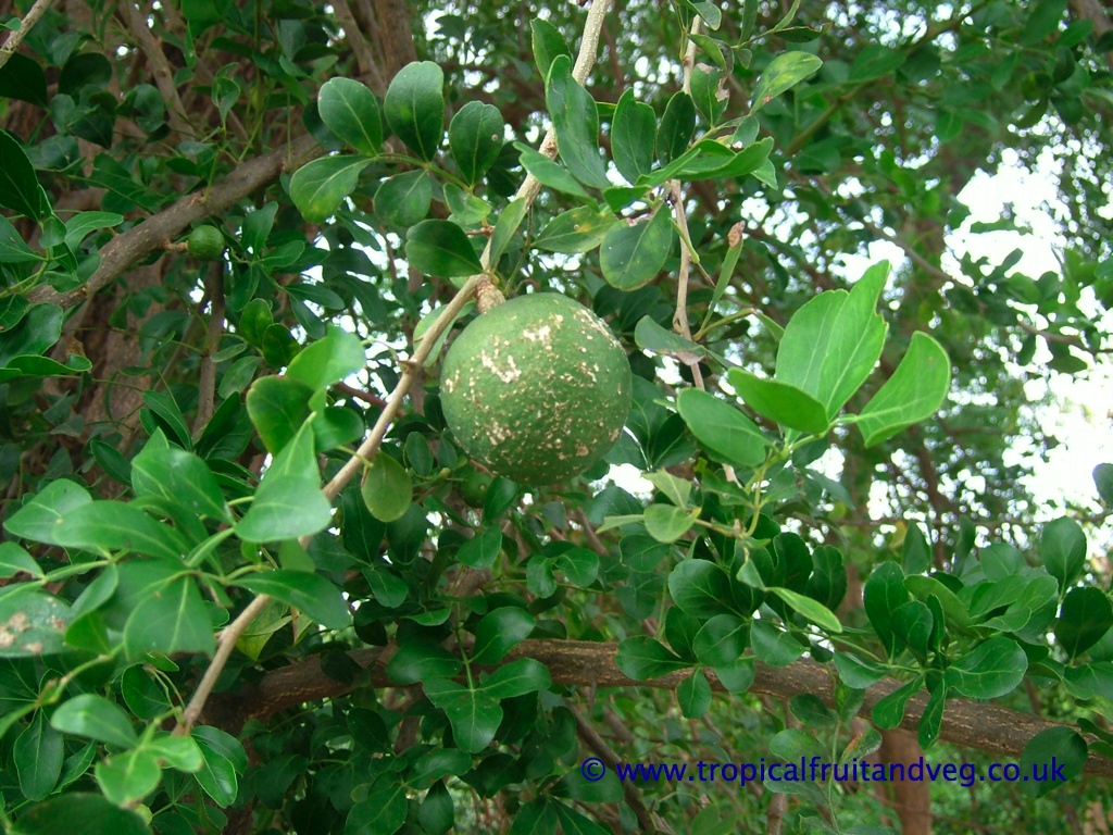 Wood apple
